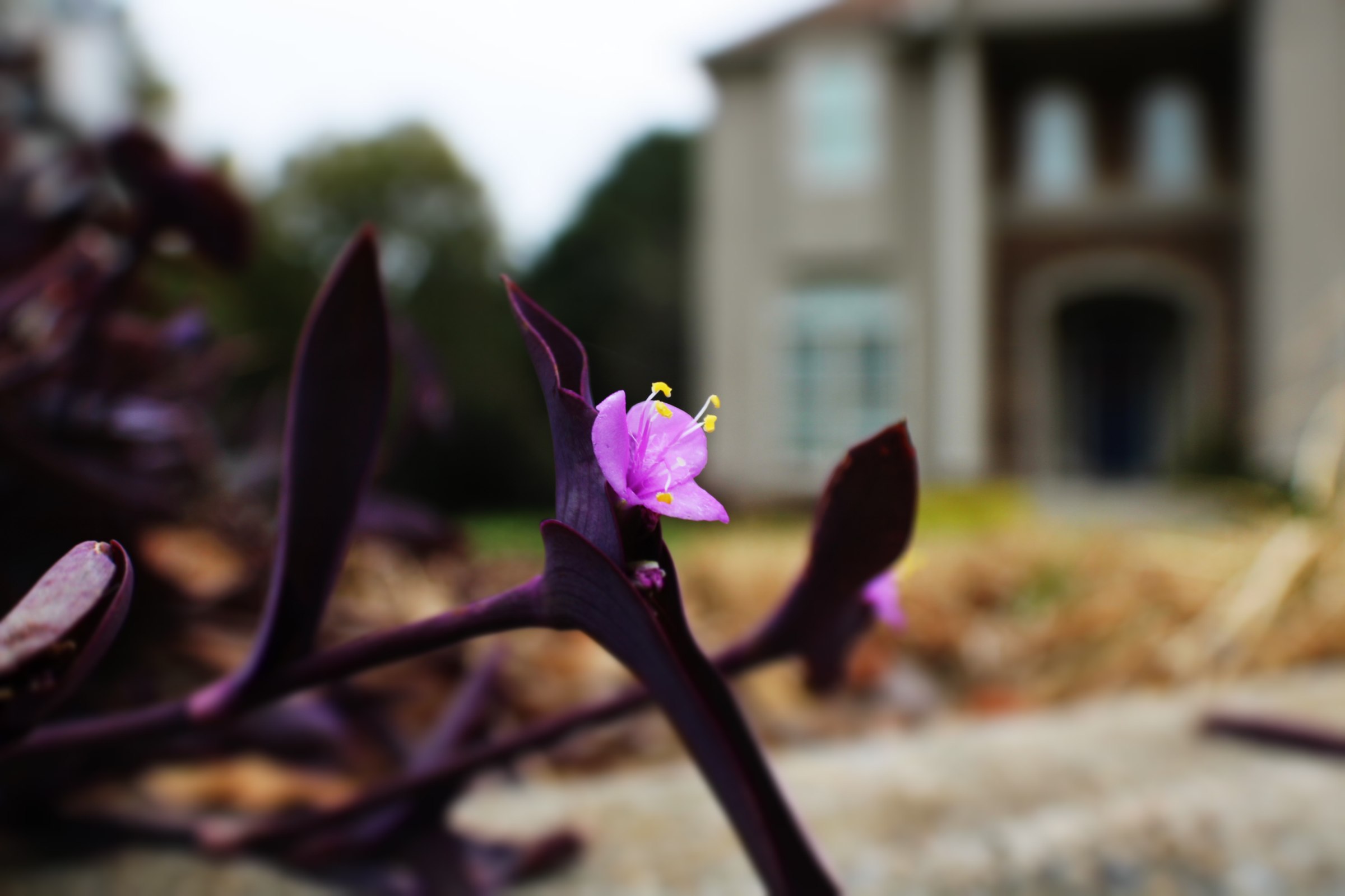 Macro flower shot